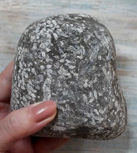 Versteinertes Korallenpflaster, englisches Nordostküstenfossil, unverändertes Seahamgestein - Bild 1 von 3