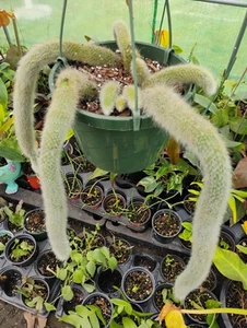 Large 8inch Pot Hildewintera colademononis " Monkey Tail Cactus" - Picture 1 of 4