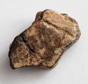 Fossil Turtle Shell Fragment McFadden Texas - 9g - Picture 1 of 7