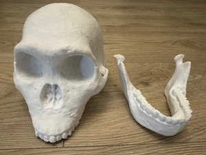 Impreso en 3D Homo naledi cráneo reconstrucción cabeza cráneo modelo 1:1 - Imagen 1 de 6