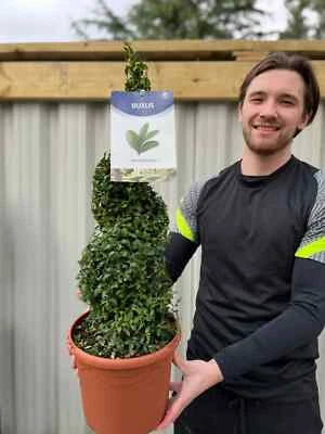 Buxus Topiary Plant Spiral Box Sempervirens Evergreen Shrub Bush 5L Pot 70-80cm - Image 1 of 2