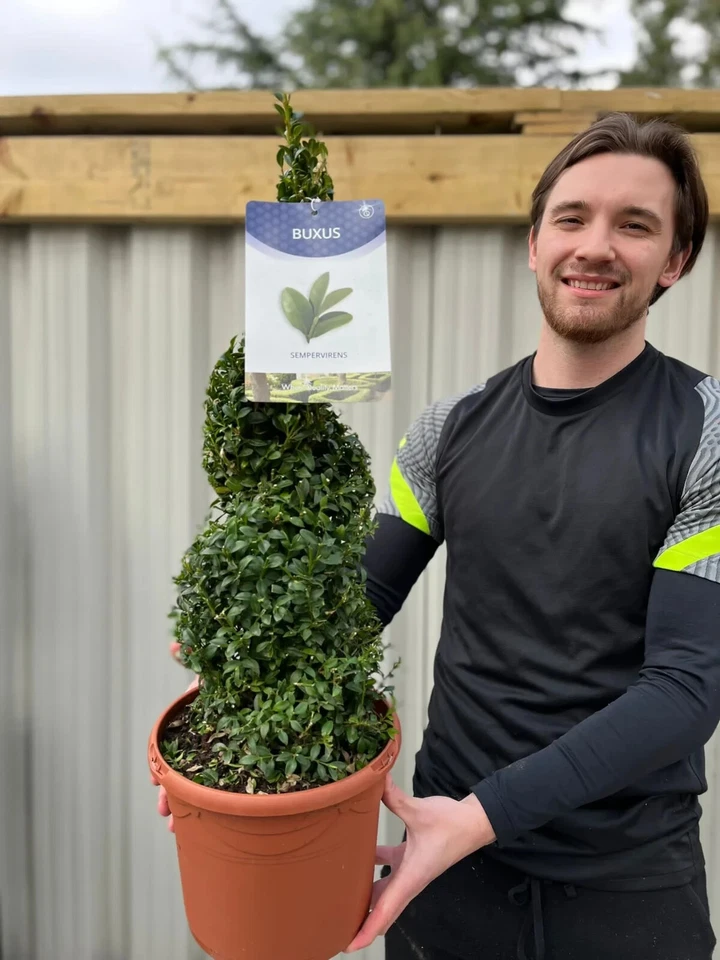 Buxus Topiary Plant Spiral Box Sempervirens Evergreen Shrub Bush 5L Pot 70-80cm - Image 1 of 2
