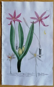 Weinmann Originaldruck Phytanthoza Iconogaphia Colchicum (403) - 1737 - Picture 1 of 1