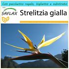 SAFLAX Confezione regalo - Strelitzia gialla - 4 semi - Strelitzia