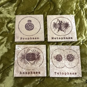 Stein Untersetzer Set 4 Zellteilung Mitose Wissenschaft Nerd Wohndeko selten natürlich - Bild 1 von 6