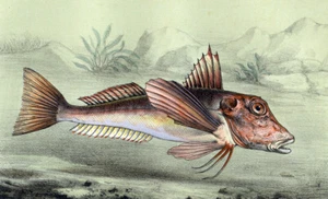 Estampe gravure lithographie de poisson LE GRONDIN ROUGE ou TRIGLIDAE 1868 - Imagen 1 de 2