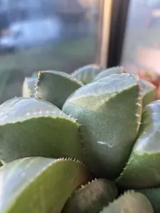 Haworthia Retusa--5.5cm Pot Beautiful Succulent Plant Part Shade Tolerant - Picture 1 of 6