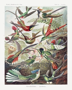 Kolibris Vintage Zeichnung hochauflösender Giclée-Druck 8 x 10 - Bild 1 von 1