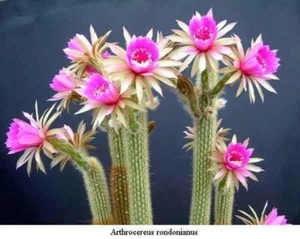 SNAKE CACTUS (Arthrocereus rondonianus) 10 seeds - Picture 1 of 2