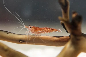 25x GAMBA NEOCARIDINA RED CHERRY, para acuario, pecera de agua dulce y caliente. - Imagen 1 de 5