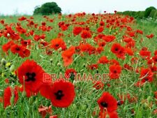 PHOTO  POPPIES LINE THE EDGE OF A RAPE CROP ALONG HADRIANS WALL TRAIL THESE ARE
