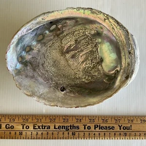 Vintage Abalone Shell massiccio 8-1/2" lungo x 6-1/2" largo - Foto 1 di 15