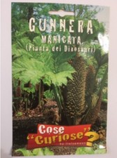 semi gunnera manicata pianta dei dinosauri