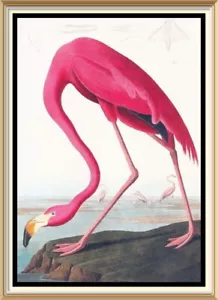 More details for audubon bird art print - wildlife study american flamingo ornithology