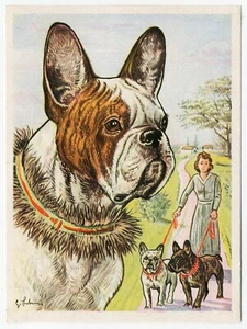 French Bulldog 1952 Dog Art Print Austria Tobacco Company Kamerad Hund Card - Picture 1 of 1