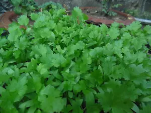 200 Fresh Cilantro/Coriander Seeds NON-GMO, USA Seller - Picture 1 of 2