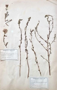 Botanica - Matrice Seagrass XIX - Piante Secchi - Corymbifères 29 - Foto 1 di 4