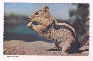 A SQUIRREL  EATING   , A USED PC, 1984., FROM U.S.A TO ISRAEL - Picture 1 of 2