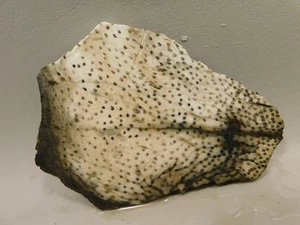 Petrified Palm Wood Unpolished Stone Slab Rough Rock Texas #OT5 - Picture 1 of 6