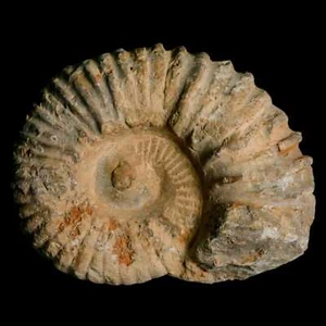 Ammonite fossile Acanthoceras 4,5" Agadir Marocco 360 milioni di anni certificato di autenticità - Foto 1 di 9