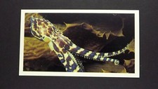 1 x Grandee Cigar card Living Ocean - Southern Blue-Ringed Octopus ± No 10 ≠ Q34