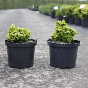 Chamaecyparis 'Butterball' - Dwarf Cypress with Yellow Foliage 1x 2 Litre Pot - Picture 1 of 4