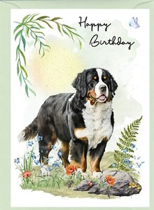Bernese Mountain Dog (4" x 6") Birthday Card blank inside - by Starprint