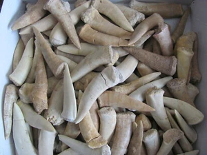 (10) SCARCE Enchodus tooth 50 million years Morocco - Picture 1 of 6