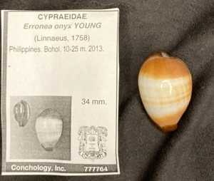 Cypraea Erronea Onyx JUNG 34 mm Bohol Philippinen 2013 - ausgewählt für FARBEN! - Bild 1 von 6