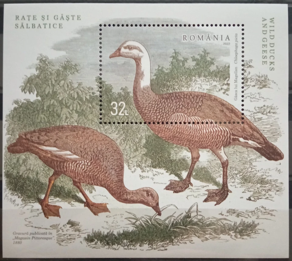 Rumania 2022, aves - patos salvajes y gansos, MNH, ME 10,4- Foto 1 de 1