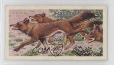 1962 Brooke Bond Asian Wild Life Tea Indian Wild Dog or Dhole #25 2p7