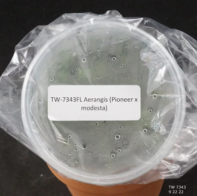 LOUISIANA ORCHID CONNECTION FLASK Aerangis (Pioneer x modesta)