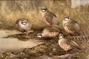 NEIL COX - FINE QUALITY ORIGINAL WATERCOLOUR - COVEY OF PARTRIDGE - Picture 1 of 9