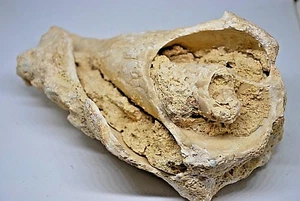STROMBUS  FOSSILE DE REPUBLIQUE DOMINICAINE (MOULE INTERNE) - Imagen 1 de 5