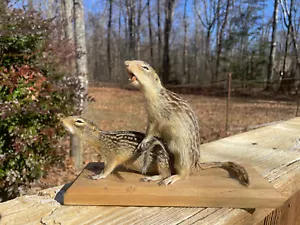 Taxidermy Nice Sexy, pair, of Breeding Thirteen-lined Ground Squirrels Mount - Picture 1 of 13