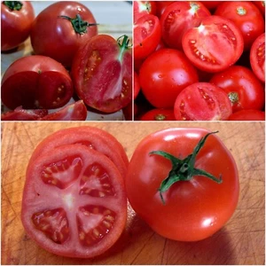 Tomato 20+ Arcadia seeds HEIRLOOM vegetable garden SPRING SUMMER easy grow crop - Picture 1 of 4