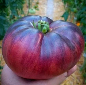 🍅👍 10 St. Tomaten Samen "Sibirische Tiger", Samenfest - Bild 1 von 3