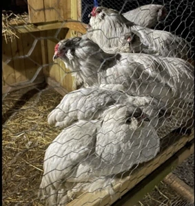 Lavender Ameraucana Hatching Eggs (6) 🥚NPIP Certified & AI Clean - Picture 1 of 12