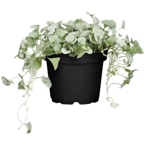 Dichondra 'Silver Falls' - Silberregen, im Topf 11 cm - 11cm - Bild 1 von 4