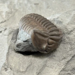 Flexicalmenes Meeki, 450 Million Years Old, Mount Orab, Brown County, Ohio, USA - Picture 1 of 5
