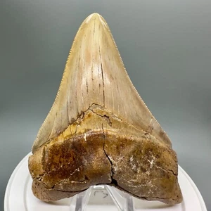Ziemlich selten angebotener 4,70 Zoll fossiler PERUANISCHER MEGALODON Haizahn - Peru - Bild 1 von 6