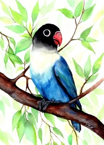 Quadro originale acquerello pappagallo Lovebirds decorazione parete 8"11" di Anne Gorywine - Foto 1 di 5