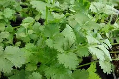 SEED KINGDOM Cilantro Slow Bolting (Coriander) 400 seeds Heirloom Herb