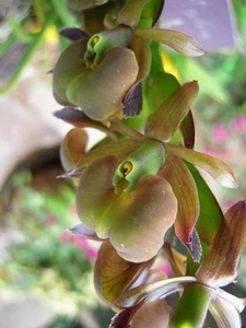 Orchid Species Epidendrum coriifolium. - Picture 1 of 2