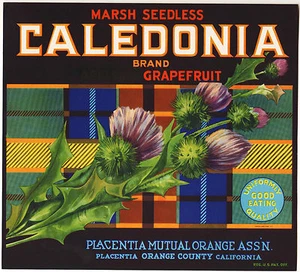 *Original* CALEDONIA Tartan PLAID Grapefruit PLACENTIA Crate Label NOT A COPY! - Picture 1 of 1