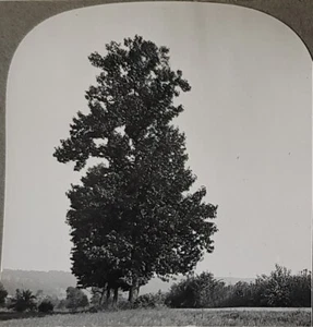 A Cucumber Tree Keystone View Company #8220 Stereoview Photo Card - Picture 1 of 3