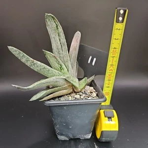 Gasteria Plant Homegrown Indoor Specimin Easy Care - Picture 1 of 3