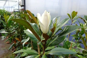 80- 100 cm Magnolia Grandiflora galissoniere duftende Magnolie winterhart - Bild 1 von 3