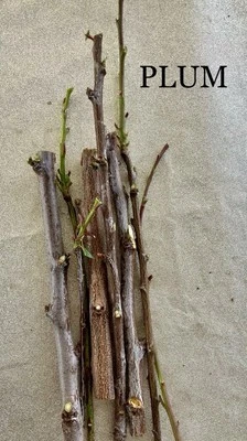PLUM TREE CUTTINGS [Rooting/Grafting] - Image 1 of 2