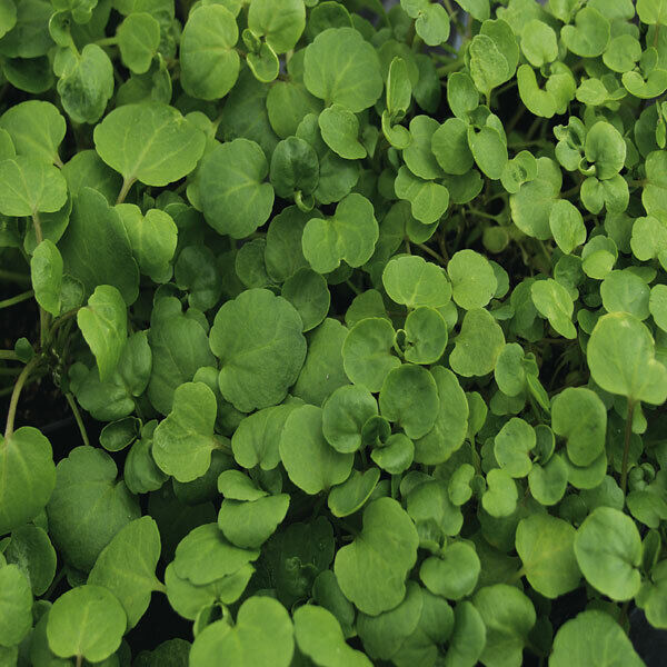  Certified Non-GMO Watercress Seeds - Upland Cress (750) :  Patio, Lawn & Garden